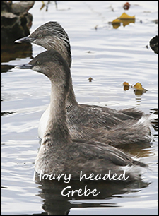 Hoary-headed Grebe