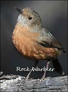 Rock Warbler