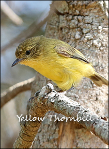 Yellow Thornbill