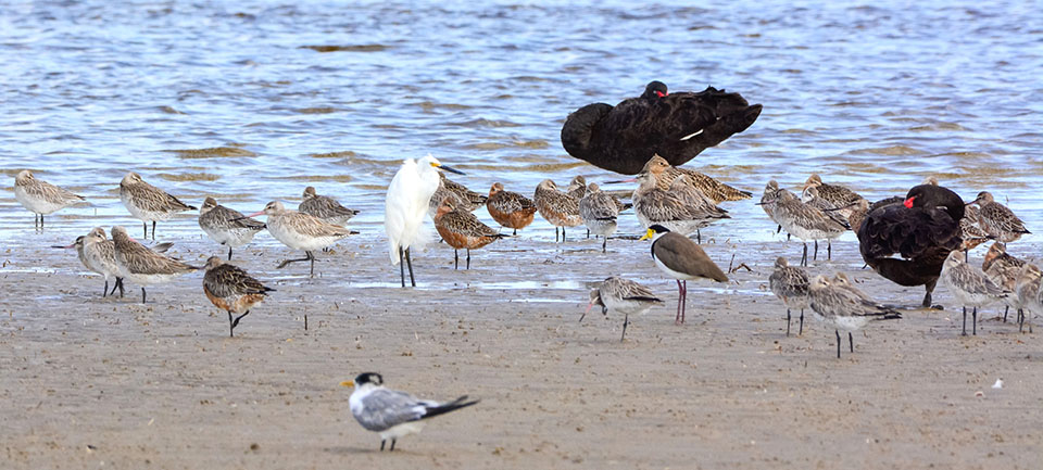 A variety of shorebirds