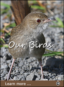 Go to Our Birds page