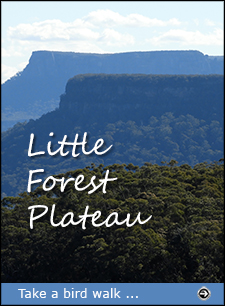 Click for a description of the bird walk on Little Forest Plateau