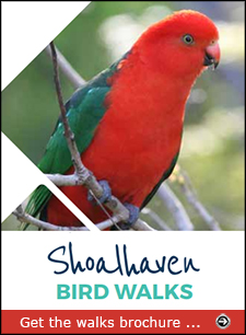 Download the Shoalhaven Bird Walks brochure