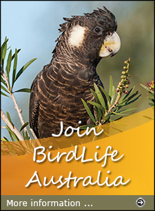 Join BirdLife Australia